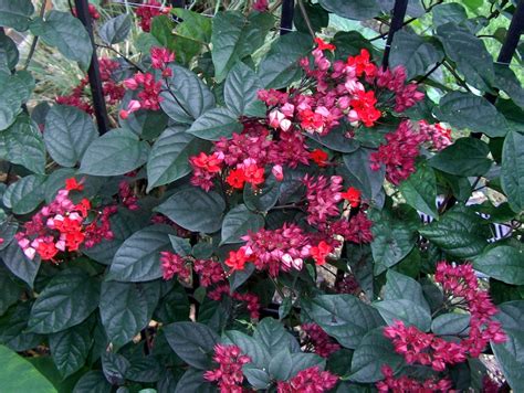 Online Plant Guide Clerodendrum Splendens Flaming Glorybower