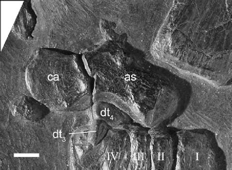 Tanystropheus Longobardicus Pimuz T Right Tarsus In Dorsal View