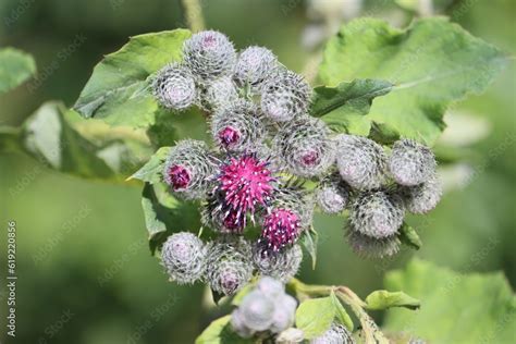 Sweden Arctium Lappa Commonly Called Greater Burdock Edible Burdock