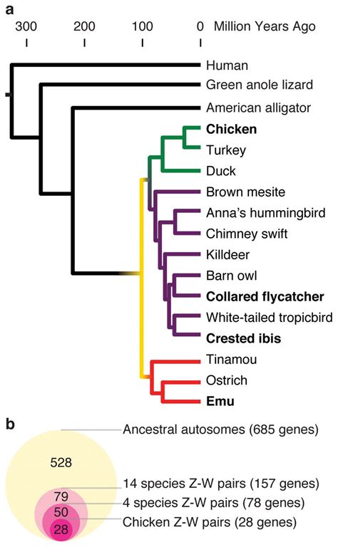 Ancestral Z W Gene Pairs From 14 Avian Species A Phylogenetic Tree Of