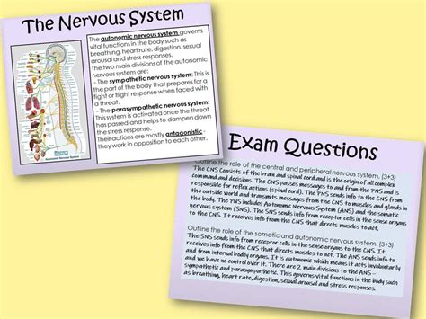 Biopsychology Complete Section Year 1 Biopsychology Aqa A Level