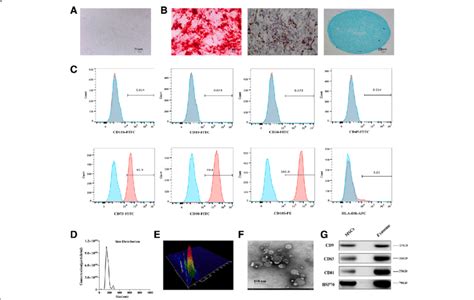 Characterization Of Human Mesenchymal Stem Cells Mscs And Exosomes A