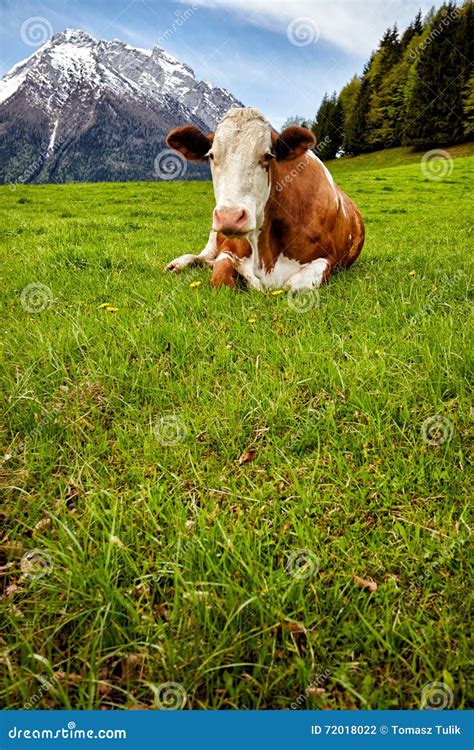 Cows On Alpine Meadow In The Background Mountains Stock Photo Image