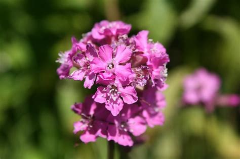 Лихнис (смолка) Lychnis viscaria - фото описание уход - купить саженцы ...
