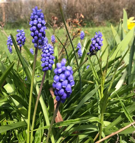 Muscari Grape Hyacinth Muscari Neglectum Common Grape Hyacinth Blu