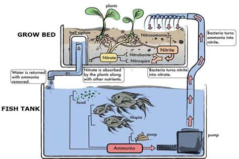 Aquaponics vs Hydroponics Explained ~ Aquaponics Farm