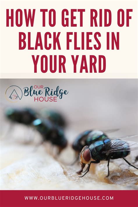 How To Get Rid Of Black Flies In Your Yard Our Blue Ridge House