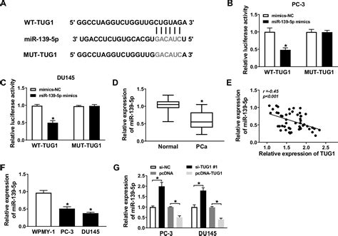 [pdf] Knockdown Of Lncrna Tug1 Enhances Radiosensitivity Of Prostate Cancer Via The Tug1 Mir 139