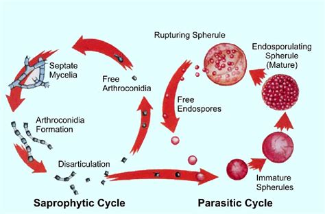 Figure From Population Genetics And Genomics Of Coccidioides Immitis