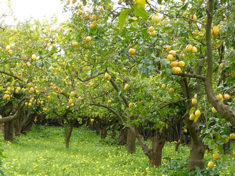 Lemon Grove Lemons Trees Free Photo On Pixabay