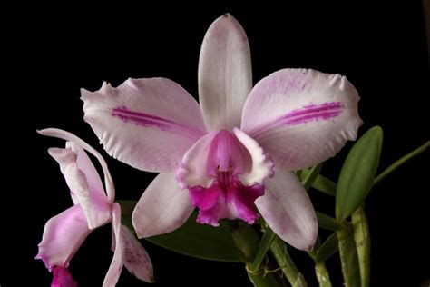 Cattleya Intermedia Trilabelo Estriata Cultivo Julio Pilla Orchid