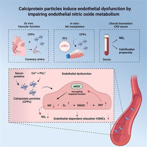 Calciprotein Particles Induce Endothelial Dysfunction By Impairing