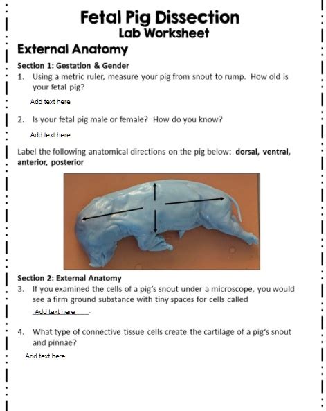 Solved Fetal Pig Dissection Lab Worksheet External Anatomy Section