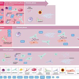 Ex Vivo Production Of Car T Cells Autologous T Cells Are Extracted