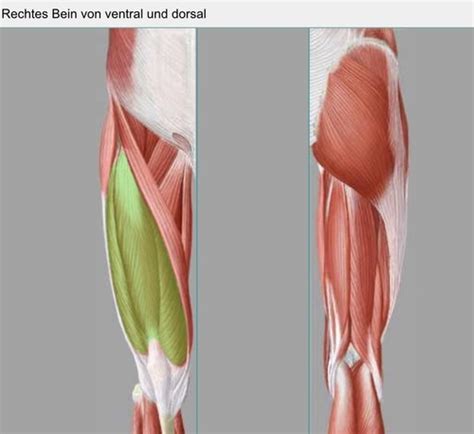 Knie Muskulatur Flashcards Quizlet
