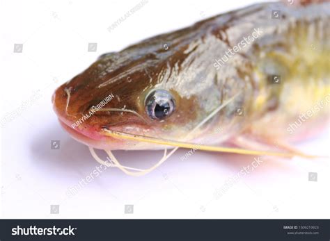 Naked Catfishes Rita Rita Species Bagrid Stock Photo