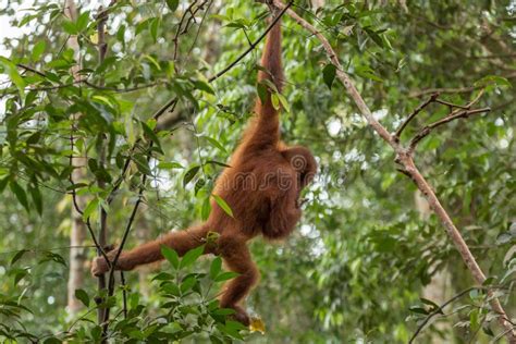 Endangered Sumatran Lar Gibbon Hylobates Lar Vestitus In Gunung Leuser