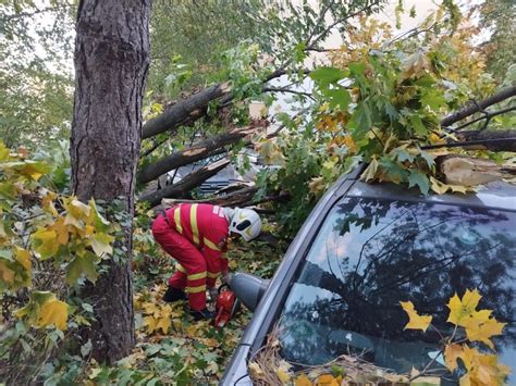 Arbore căzut în municipiul Suceava