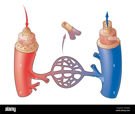 Blood Vessels Easy Drawing