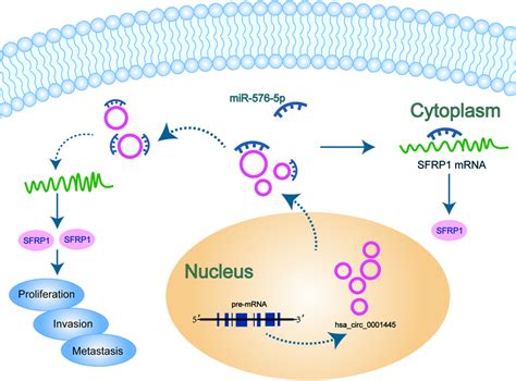 Schematic Model Of The Role Of Hsa Circ 0001445 MiR5765p SFRP1 Axis