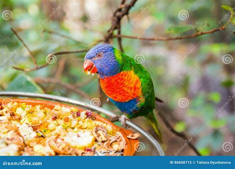 Colorful Parrot In Loro Park Tenerife Stock Image Image Of Colorful