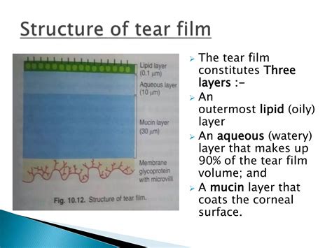 Physiology Of Tear Film And Its Drainage Ppt