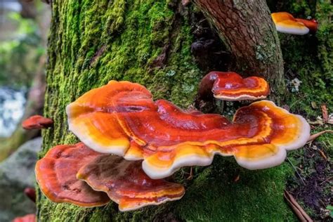 Growing Reishi Mushrooms Step By Step Guide