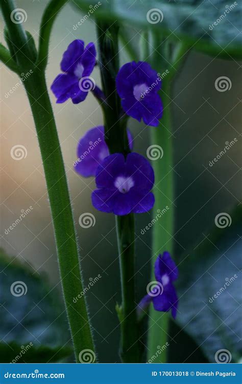 Pequenas Flores Azuis E Formigas Em Um Caule Verde Foto De Stock