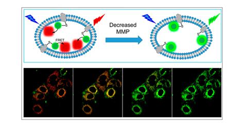 13 Enigmatic Facts About Mitochondrial Membrane Potential