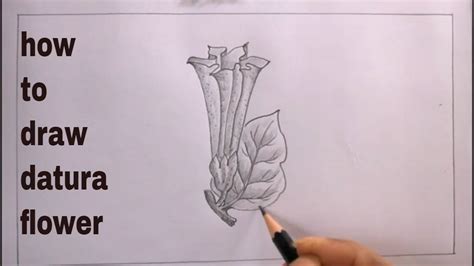 How To Draw Datura Flower Step By Stepdatura Drawing Youtube