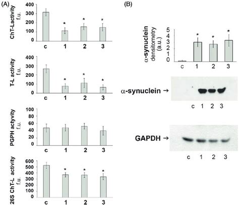 Proteasome Activity And Synuclein Levels A Proteasome Activity In