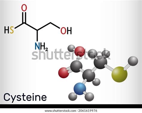 Cysteine Cys Proteinogenic Amino Acid Molecule Stock Vector (Royalty Free) 2061619976 | Shutterstock