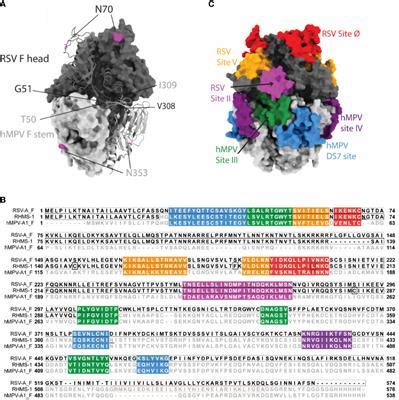 Frontiers | A Pan-Pneumovirus vaccine based on immunodominant epitopes ...