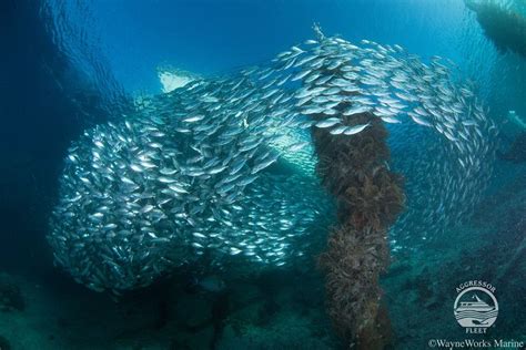 Raja Ampat Aggressor Liveaboard Reviews And Specials Bluewater Dive Travel