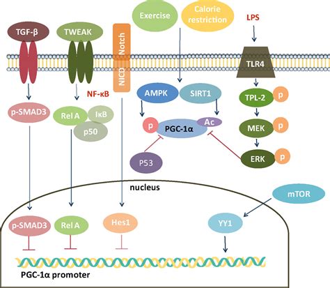 PGC1α a potential therapeutic target against kidney aging Lee