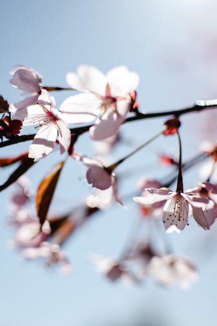 White Cherry Blossom · Free Stock Photo