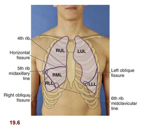 Nsg Topic Respiratory Flashcards Quizlet