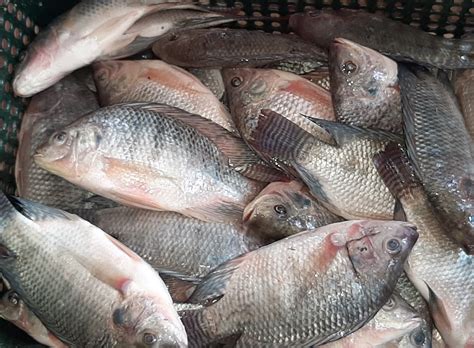 Jenis Ikan Sungai Di Kedah Mikeylenwells