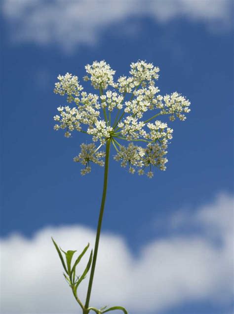 Anise 释义 柯林斯英语词典