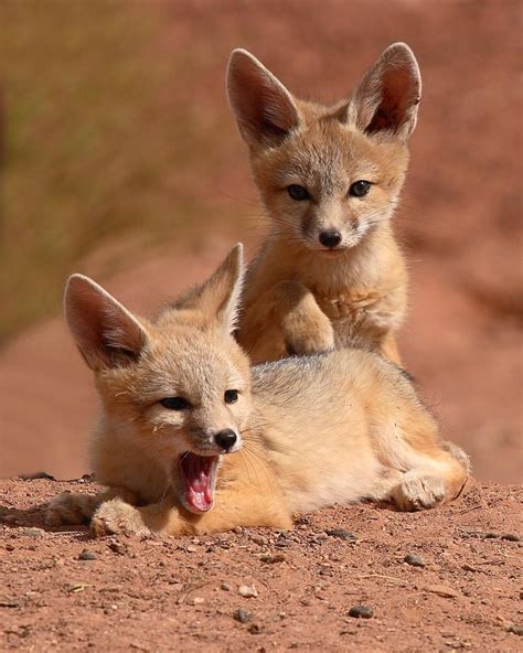 Kit Fox Twin Pups Photography Wild Animals Baby Animals Fox Pups