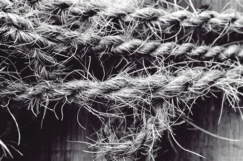 Free Images Branch Dew Rope Black And White Plant Leaf Flower