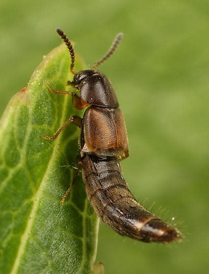 Coleoptera Oxypoda BugGuide Net