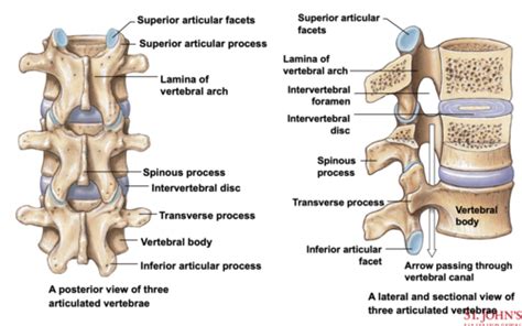 Anatomy Chapter 7 Axial Skeleton Flashcards Quizlet