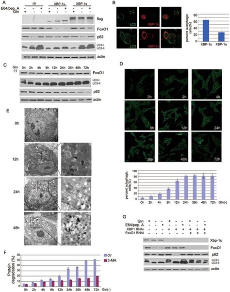 Downregulation Of XBP 1u Induces Autophagy A HCT116 Cells Were