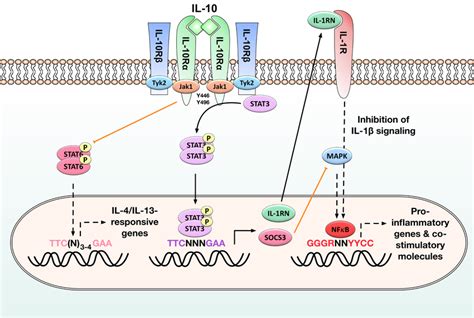 Phenotype And Immune Modulatory Effects Of Interleukin 10