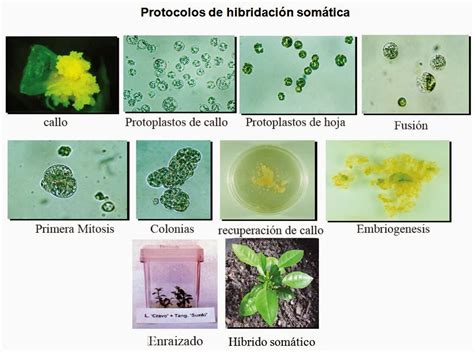 Métodos de transformación Fusión de protoplastos biobalística y