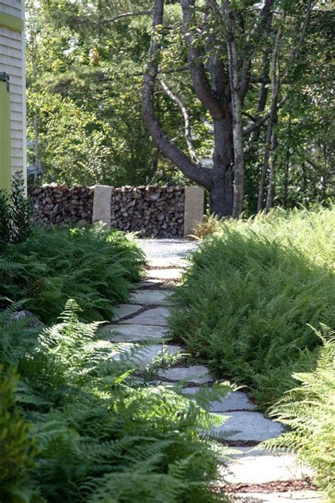 Hayscented Ferns Used En Masse Garden Landscaping Meadow Garden