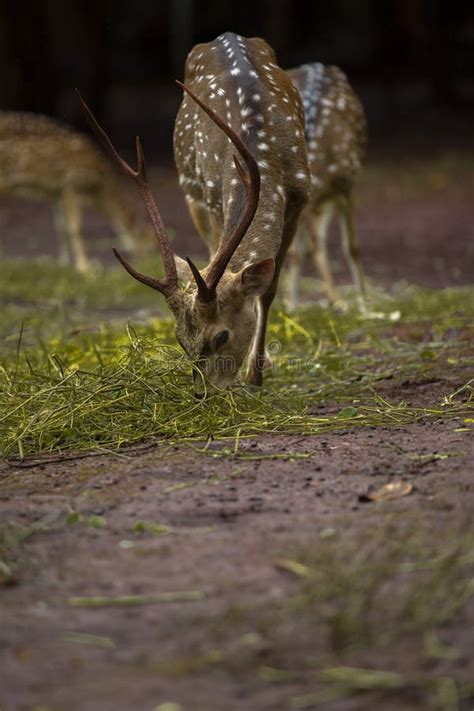 Deer Activity In Captivity Stock Photo Image Of Lens