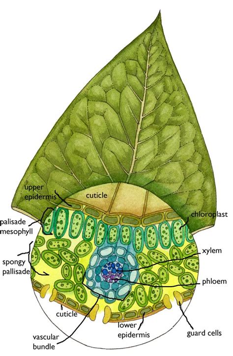 Japanese Knotweed Botanical Illustrations And Diagrams Artists