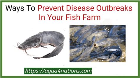 Ways To Prevent Disease Outbreaks In Your Fish Farm